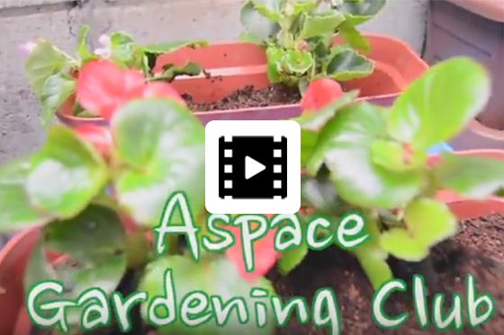 Aspace Gardening